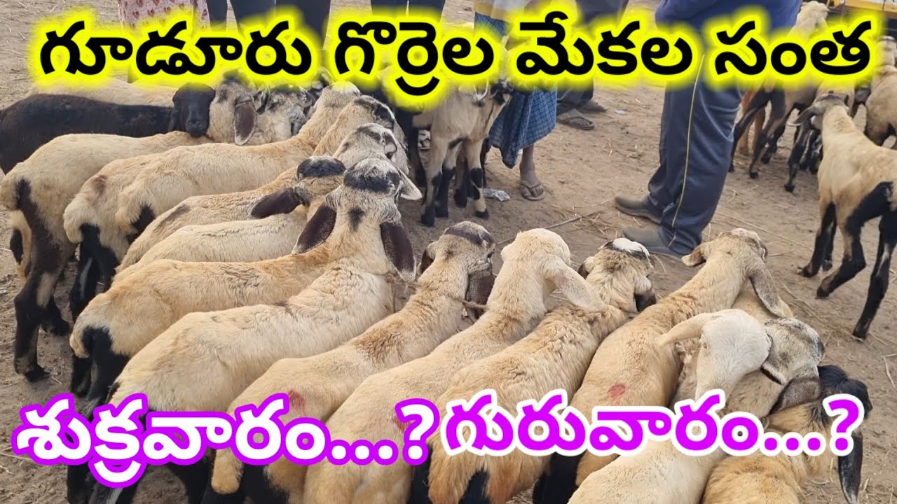 Gudur sheep market Today 23 1 26 గూడూరు గొర్రెల మేకల సంత లో #market #sheep #bakra