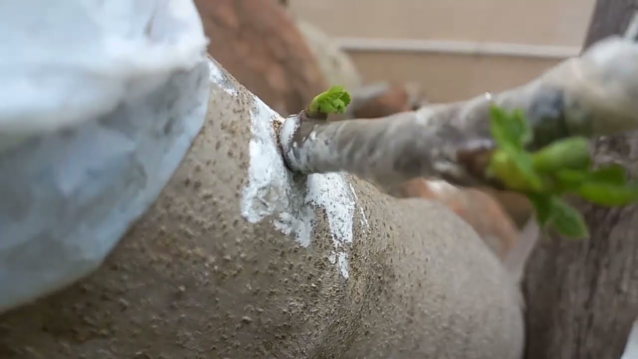 تطعيم البوعنقوق بالتين الغدان / Vacciner la scille avec des figues