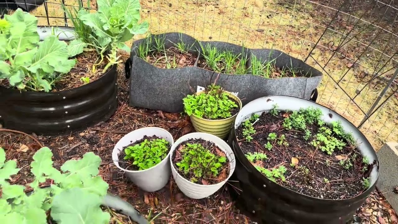 March 2026 Garden Tour 🌿 | What’s Growing Now - GA Growing Zone 8A