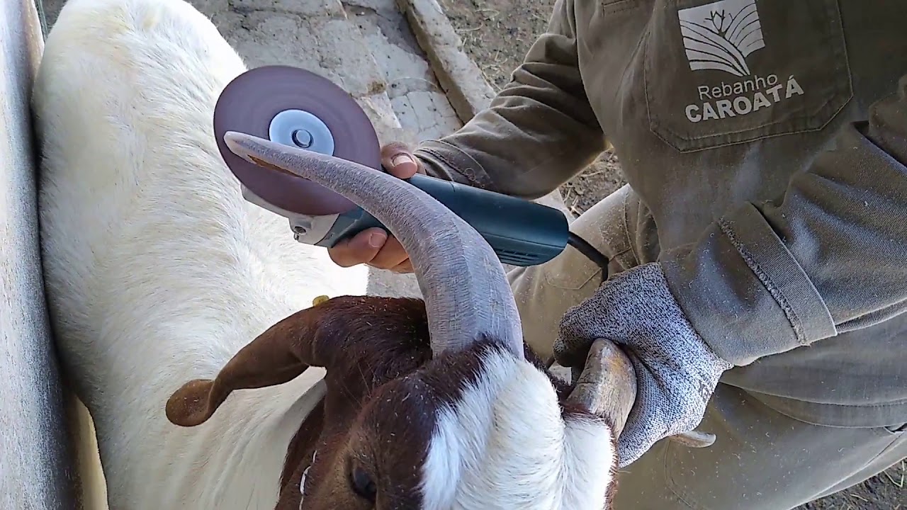COMO DEVEMOS CUIDA BEM DOS CHIFRES DAS MATRIZ BOER