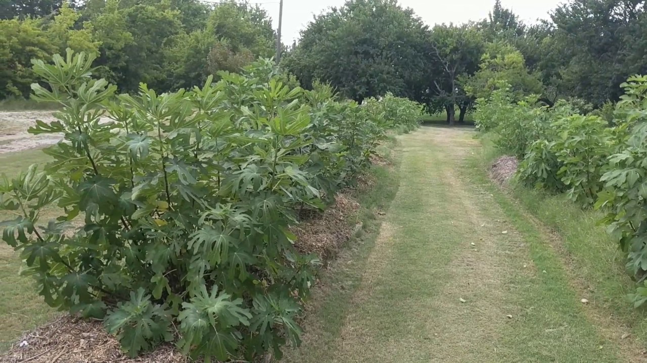 Fig Orchard July 2017