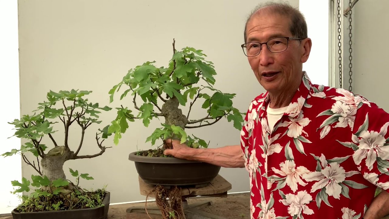 Edible Fig as Bonsai