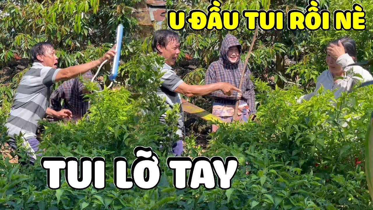 Dì Hương Bị Chọi U Đầu Một Cục Cũng Tại Thằng Ba Báo Bày Trò | Hải Ka Vlogs