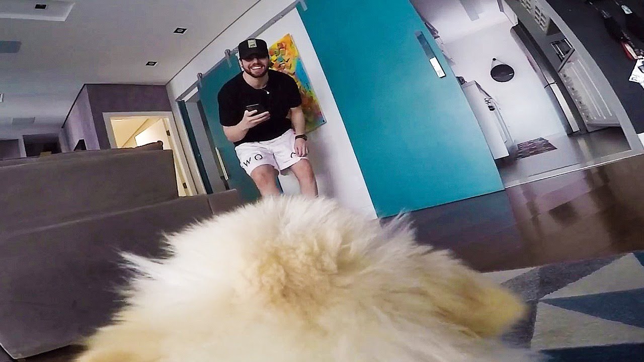 Coloquei uma c&acirc;mera no meu cachorro e espionei o que ele faz sozinho em casa