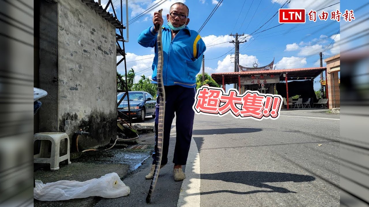 好大尾！ 屏東獨臂蛇王抓到雨傘節「大隻佬」 長度一個人高