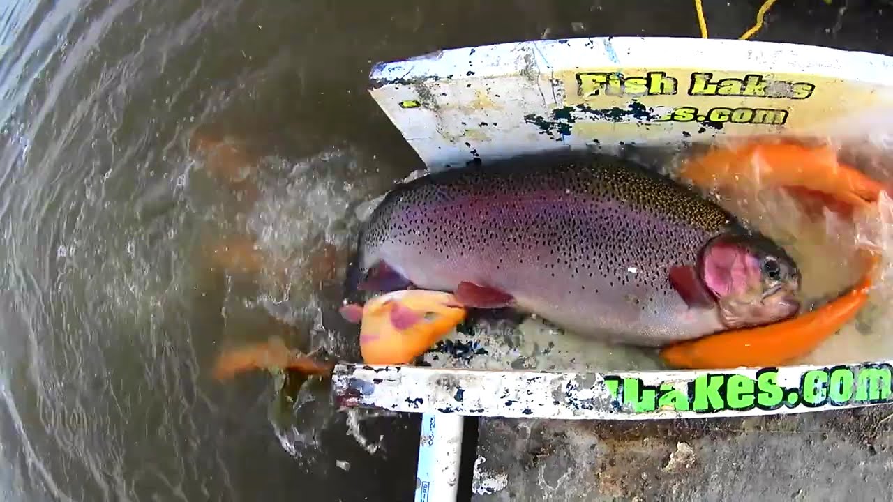 1/21/16 STOCKING BIG LIGHTNING TROUT, SUPER TROUT & SIERRA BOWS – SANTA ANA RIVER LAKES