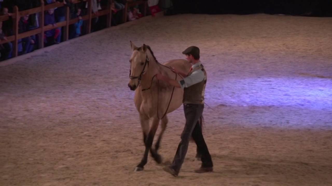 Exhibition Dog & Horse`15 - Xeique-Lusitano/Walk & Trot in Handwork