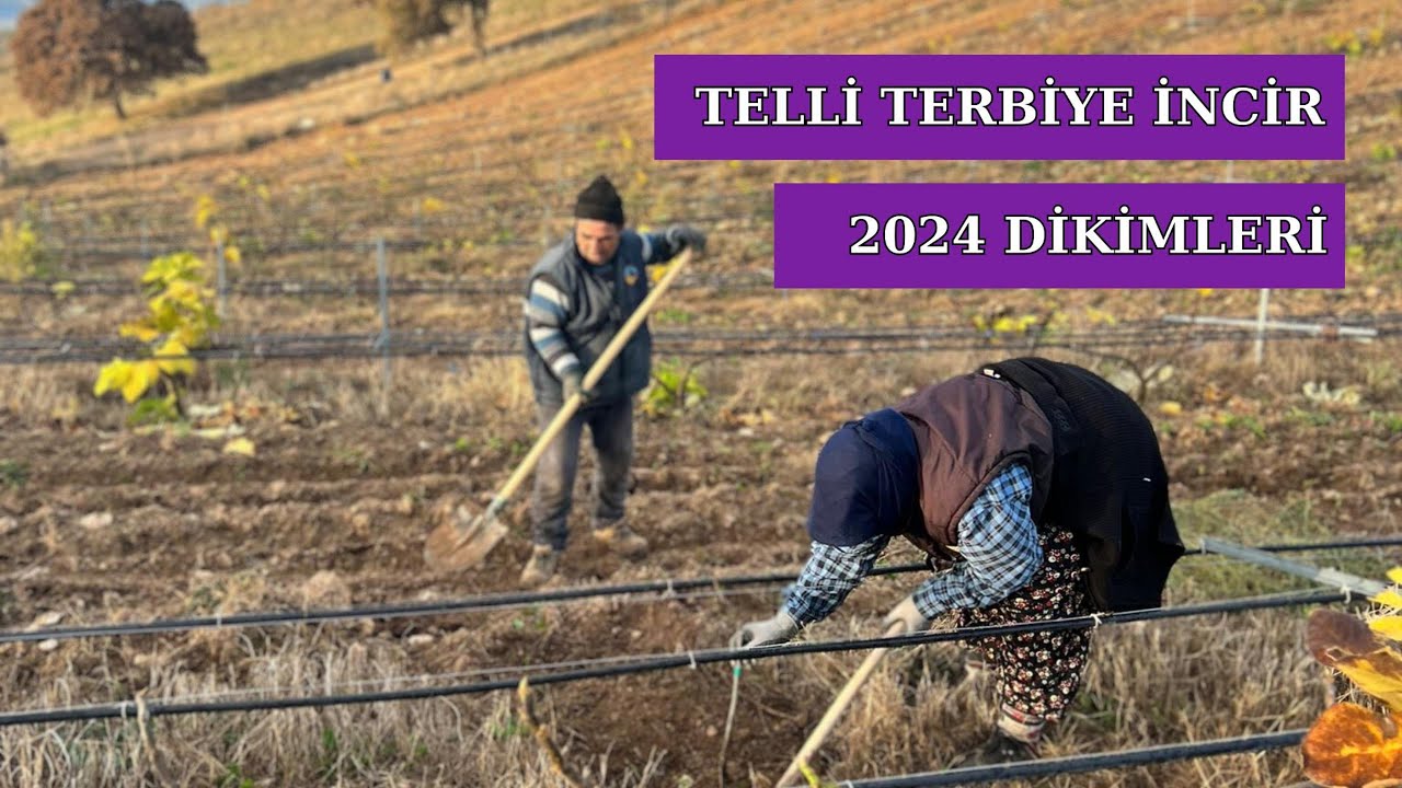 2024 YILI İNCİR FİDANI DİKİMİ