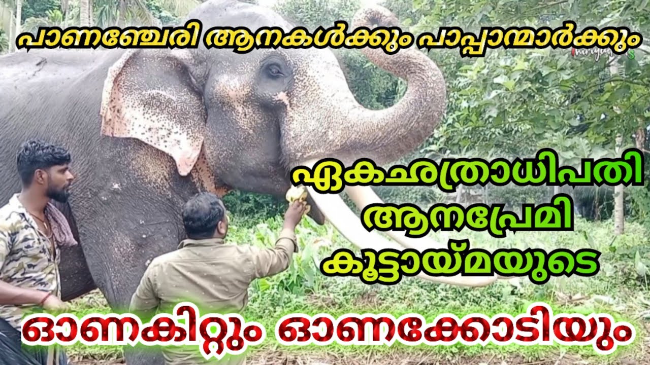 പാണഞ്ചേരി ആനകൾക്ക് ഓണകിറ്റു കൊടുത്തു ഏകഛത്രാധിപതി ആനപ്രേമികൂട്ടായ്മ
