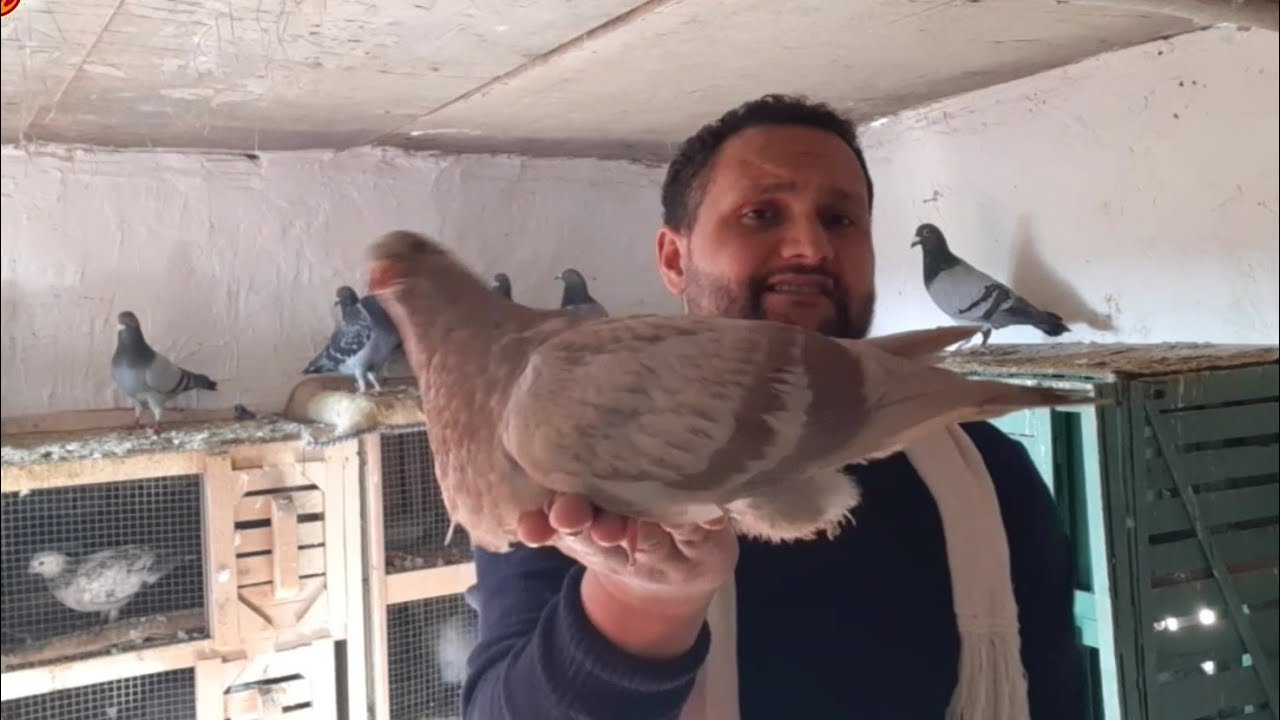 اخر#تهجين الحمام بعد فضل ربنا#زغلول الحمام الفرده الوحده # Hybrid #pigeons Giant basket production
