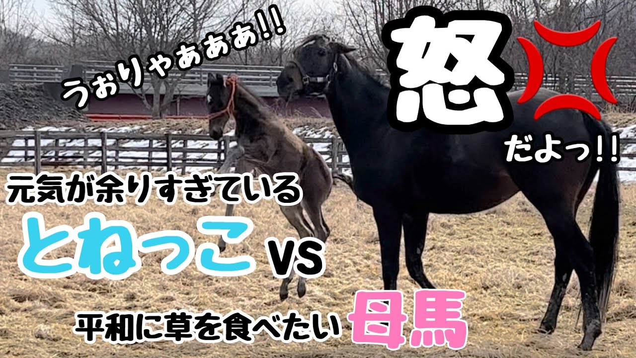 元気すぎるとねっこvs母馬【サラブレッドの親子】