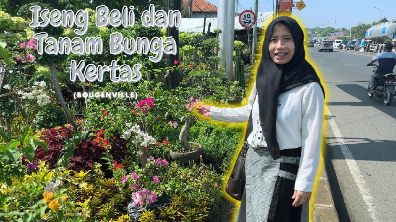 ISENG BELI DAN TANAM BUNGA KERTAS BOUGENVILLE