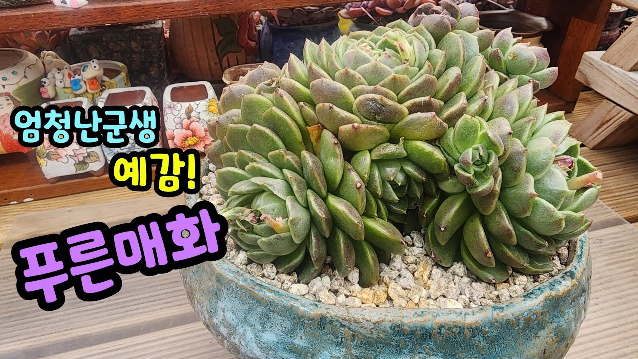 260223 건강미뿜뿜!숨어있는자구까지~엄청나게멋진군생이될듯요!푸른매화기대만땅^^