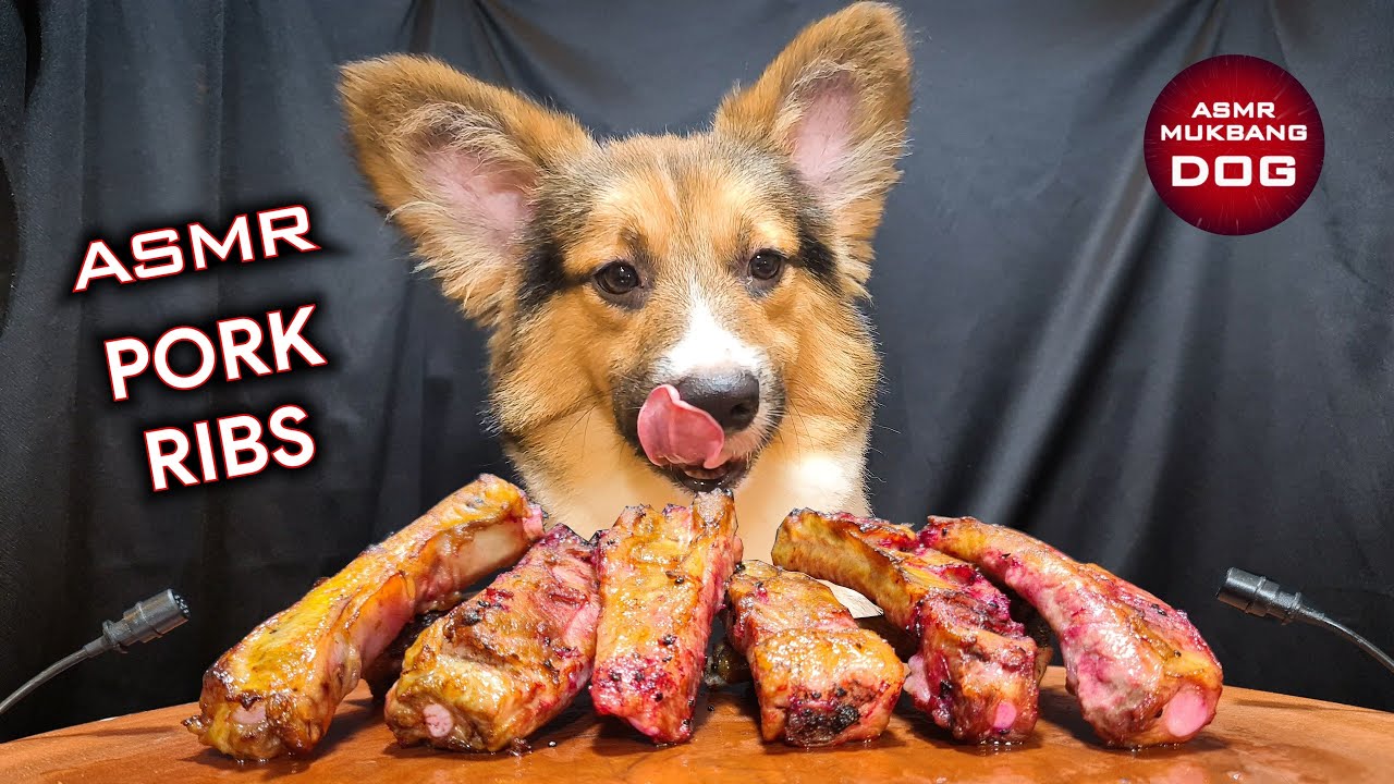 ASMR Mukbang Corgi Dog Eating Pork Ribs 🥩