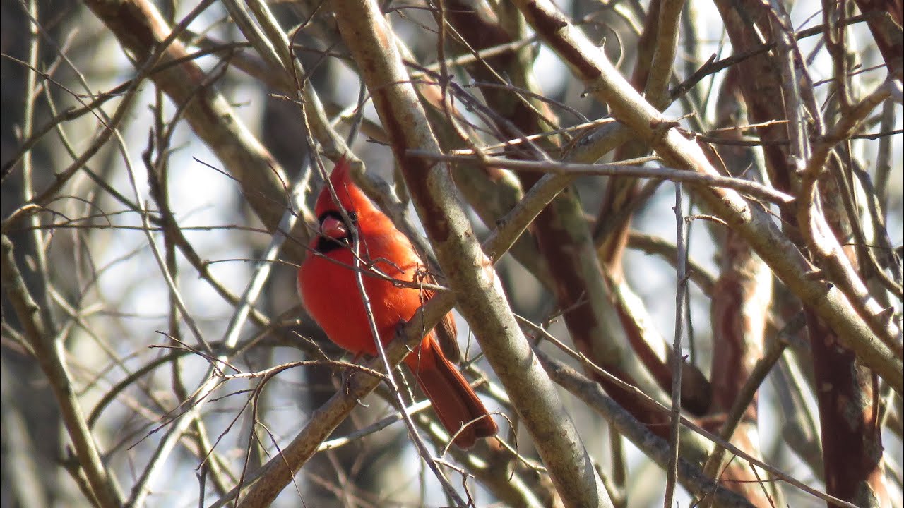 Black-oil sunflower seed | A favorite of Cardinals!
