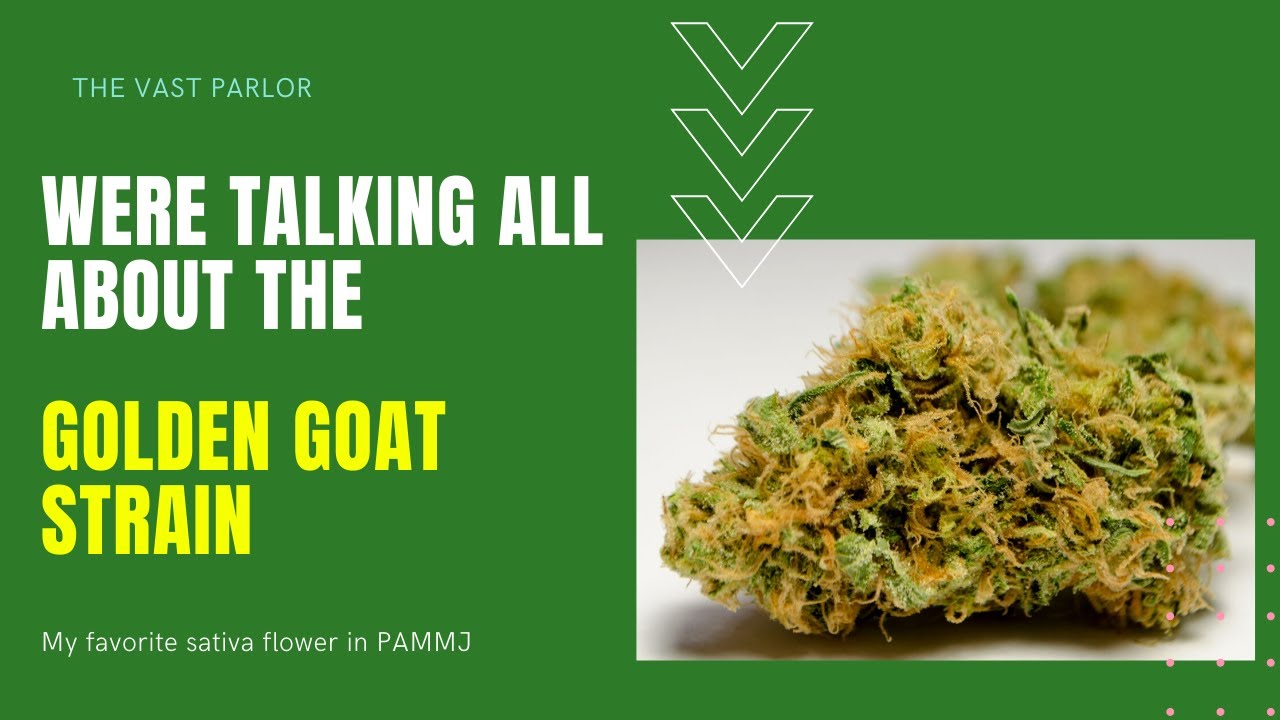 Golden Goat Strain from GTI / Rythm review PA MMJ