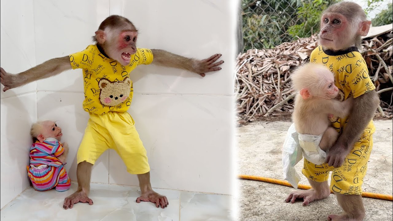 Monkey SinSin's love for baby monkey SuBi moves everyone