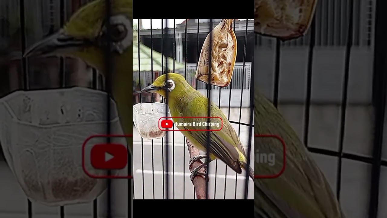 TERAPI PLECI NGERIWIK DAN BUKA PARUH 