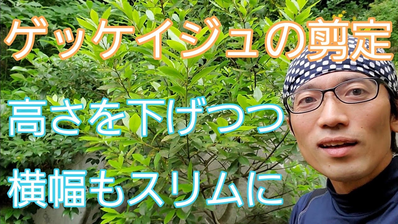 【月桂樹(ゲッケイジュ)の剪定②】高さを下げて、横幅を抑える手入れ(自然樹形版)🍃🙌
