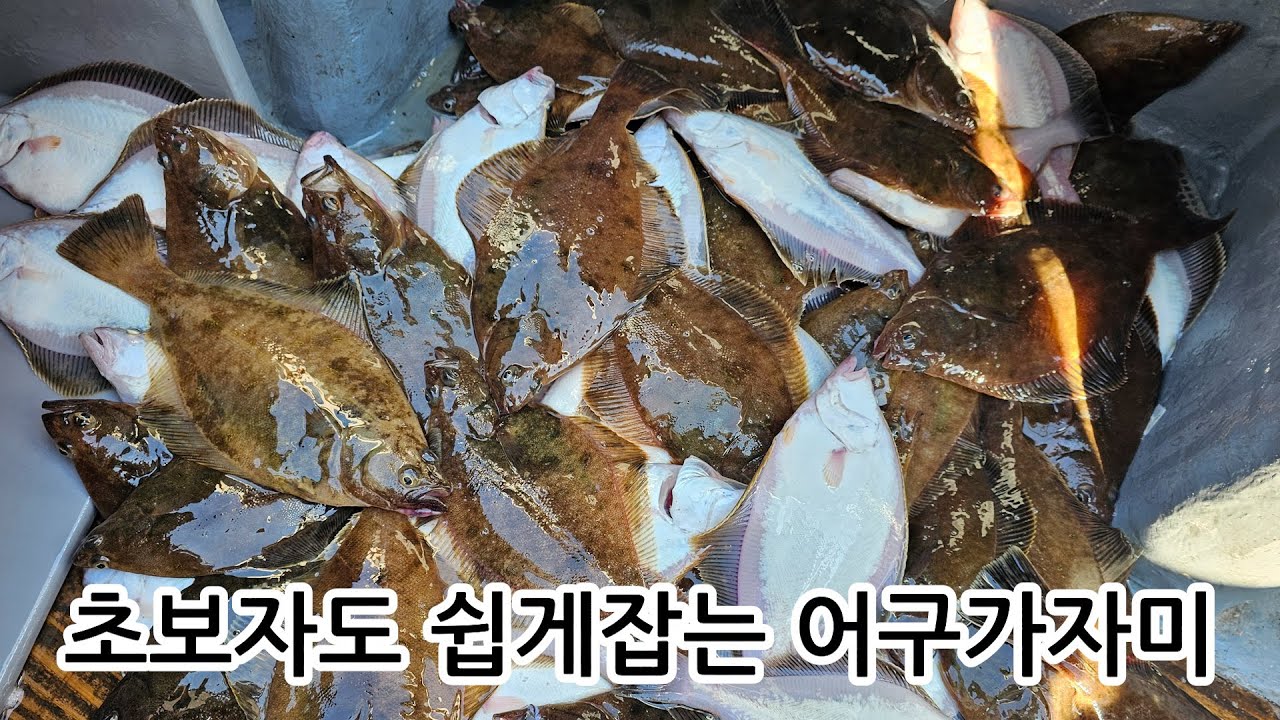 사이즈 대박 어구가자미 호조황! 초보자도 많이 잡는 채비,미끼,운용방법!! #승리호 #동해낚시여행