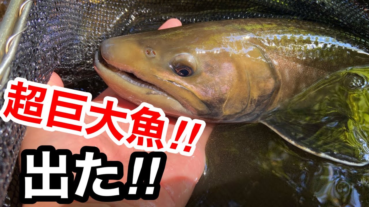 【衝撃映像】網一本で超巨大魚を捕まえる男がヤバすぎた【ガサガサ】