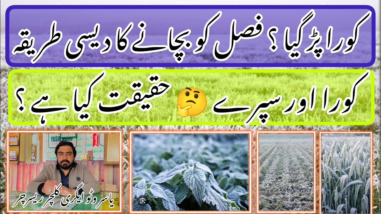 Frost Protection Tips | Faslon ko koory sy kesy mehfoz karen  @YASIRAGROCHEMICALS 
