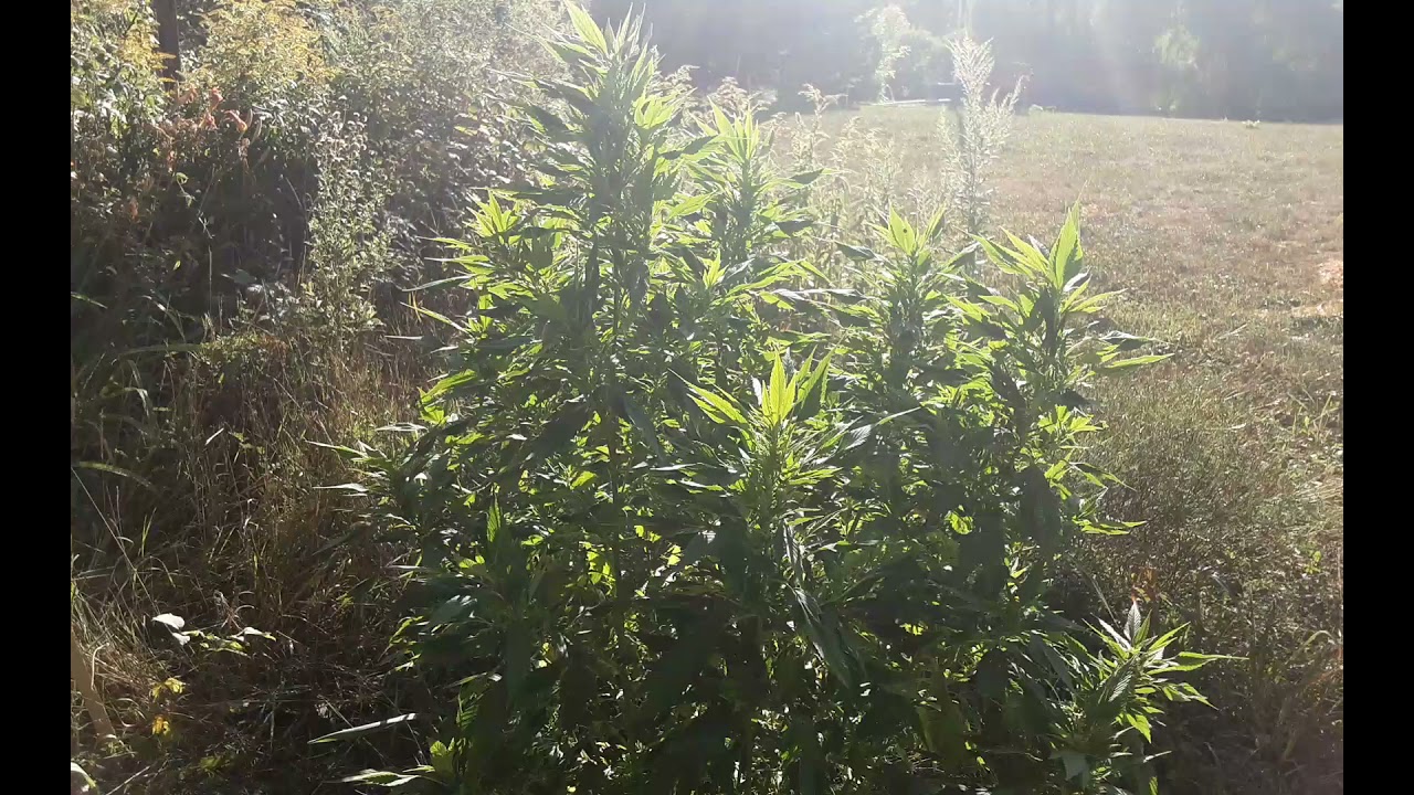 OkieGrower75 Outdoor Autoflower Grow Off Update