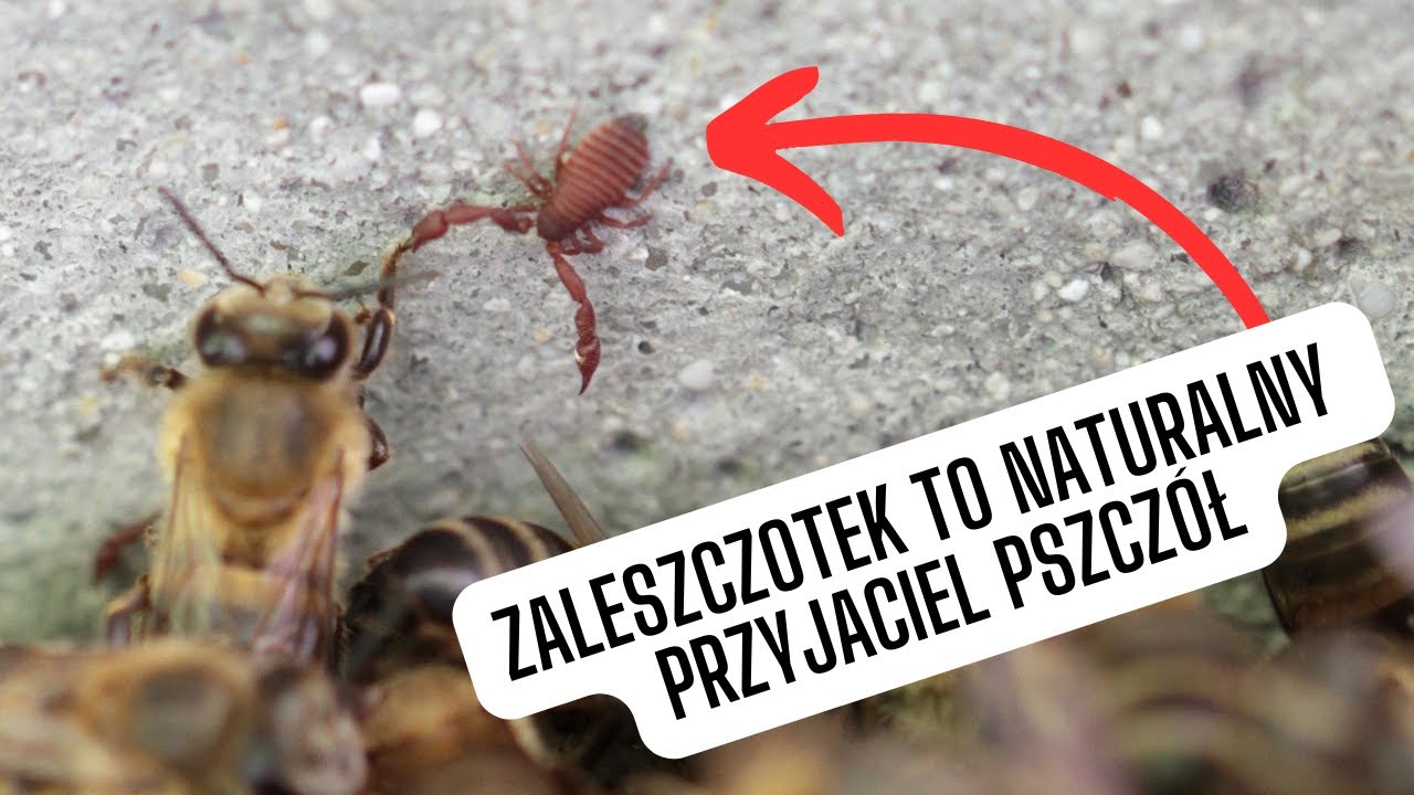 W ulu mieszkają nie tylko pszczoły