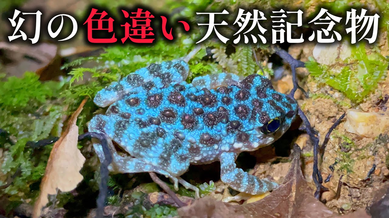 ついに見つけた、幻の青いカエル【沖縄本島&大東島大冒険 総集編】