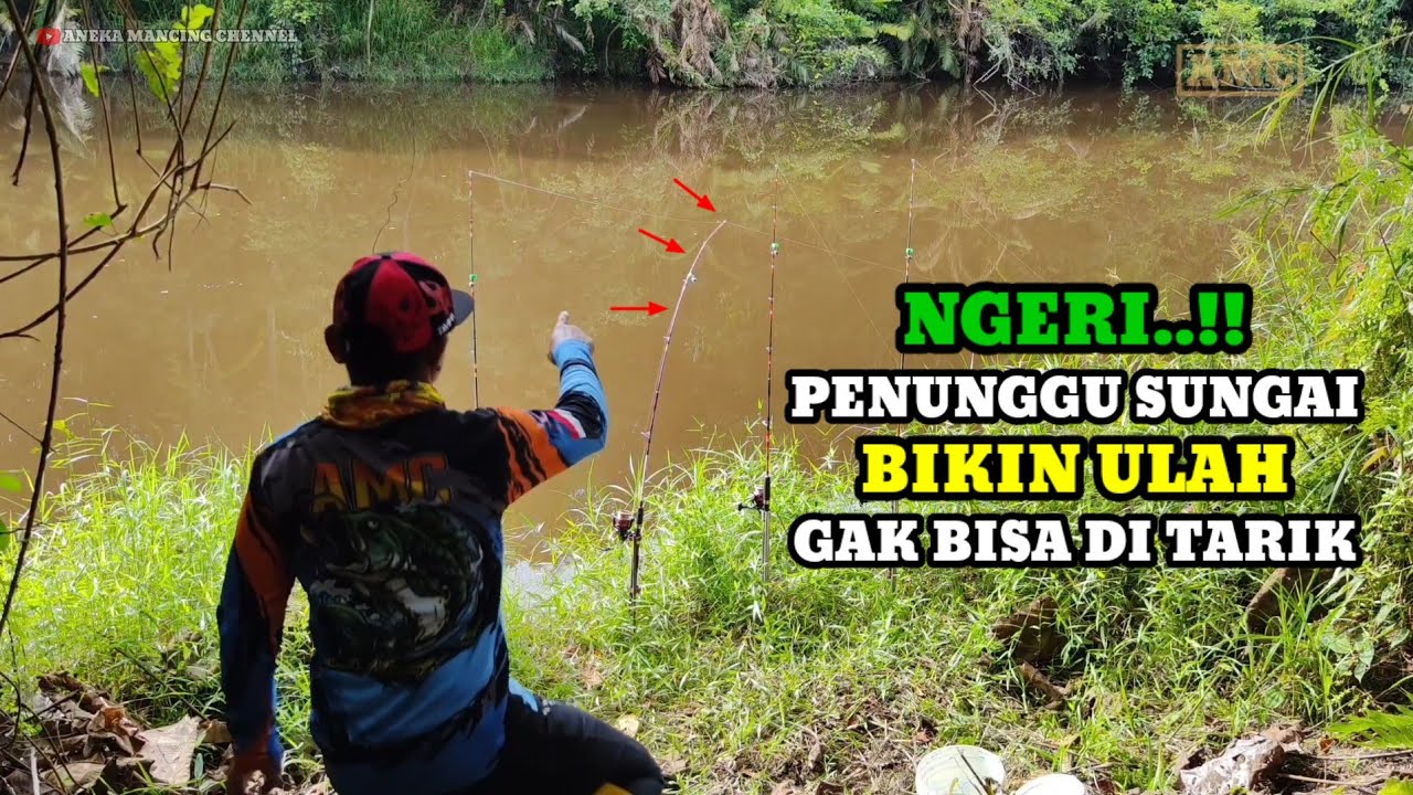 Rejeki Tak Diduga..!!Mancing Ikan Baung Strike Ikan Gurame Umpan Usus Ayam