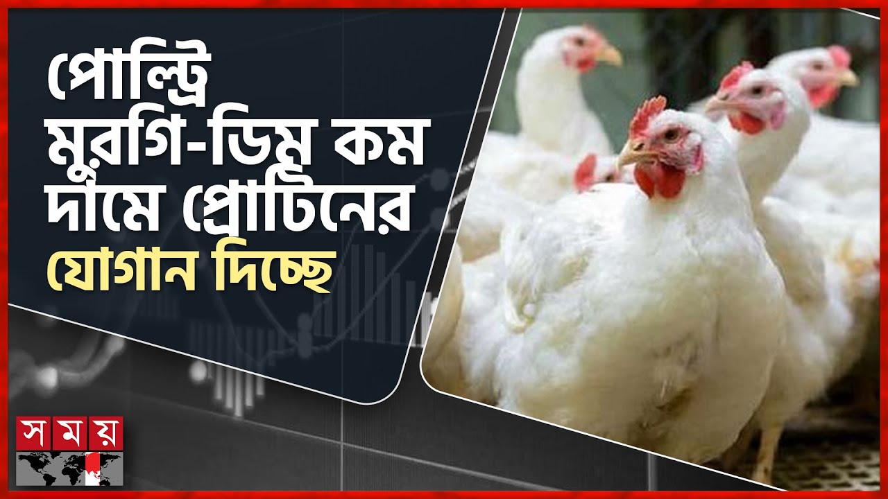 বড় ব্রয়লার মুরগিতে ভোক্তা-বিক্রেতা উভয়পক্ষই কীভাবে লাভবান হচ্ছে? | Broiler Chicken Farming | SomoyTV