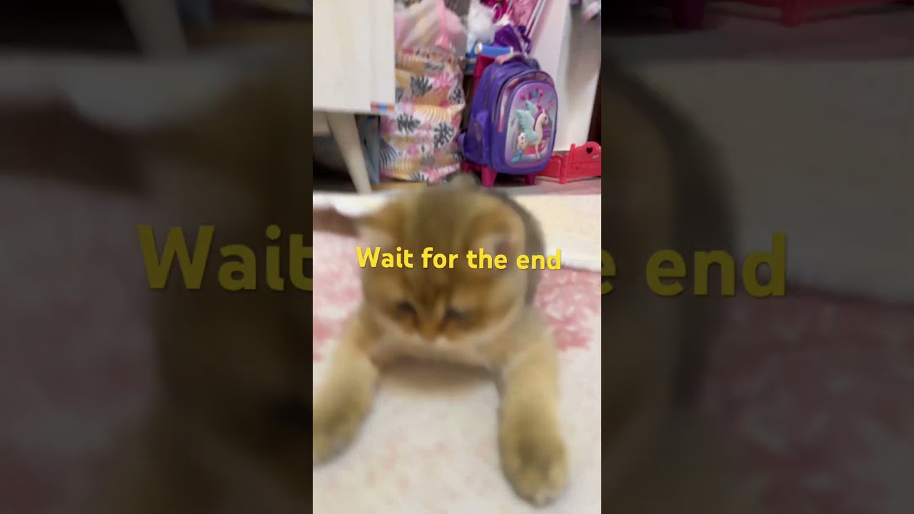 The best cat in the world 