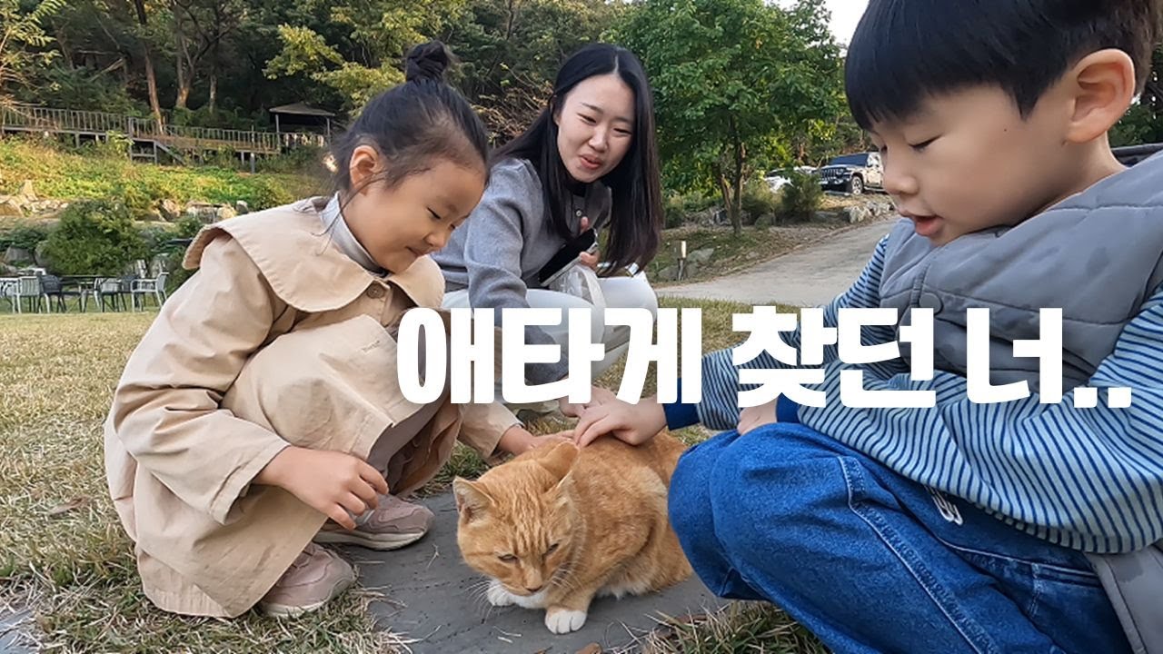 고양이 찾아 삼만리..