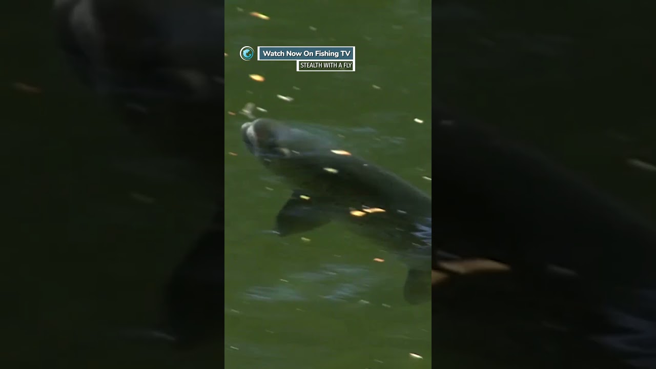 Match the hatch! - &lsquo;Stealth with a Fly&rsquo; on FishingTV