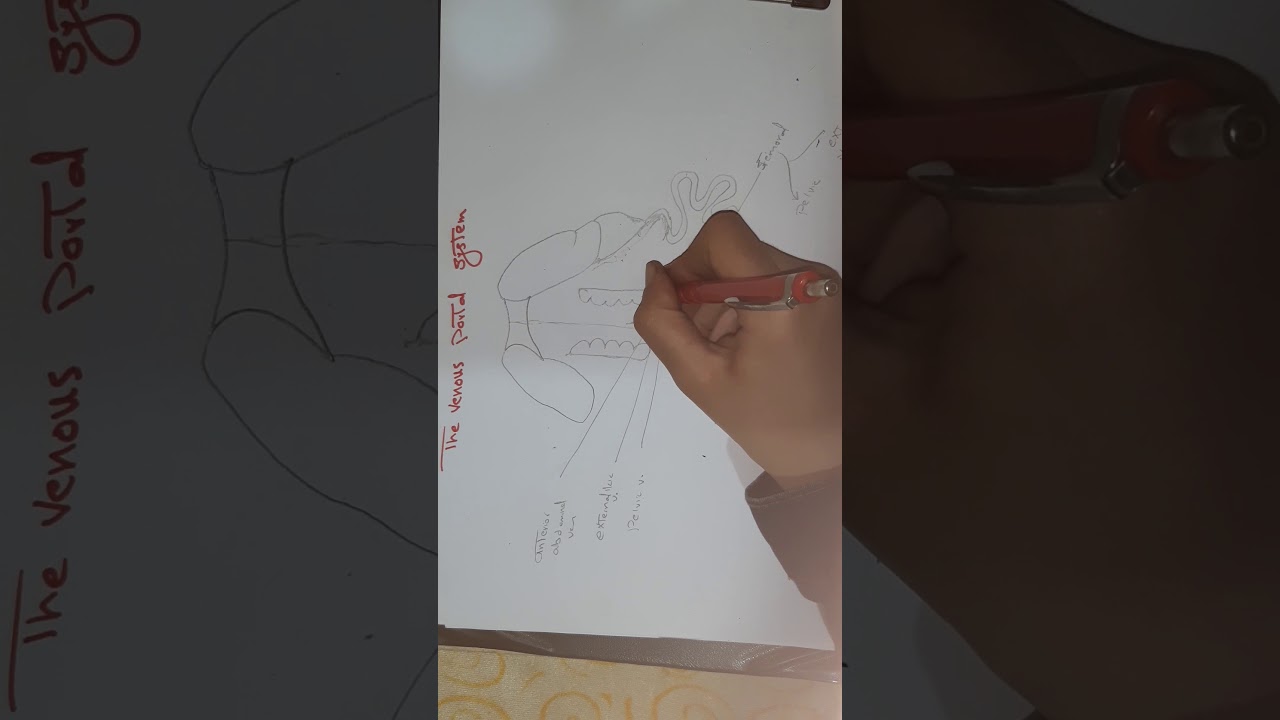 the venous portal system of the frog🐸(شرح ورسم الجهاز الوريدى البابى للضفدعة)