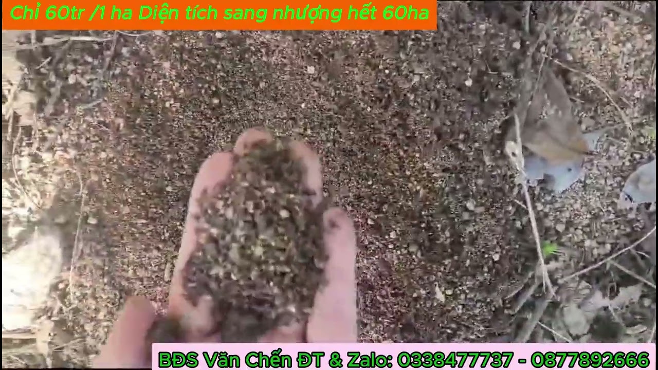 Cần sang nhượng gấp lô đất 60ha chỉ có 62tr một ha quan tâm LH 0338477737 Zalo 0877892666