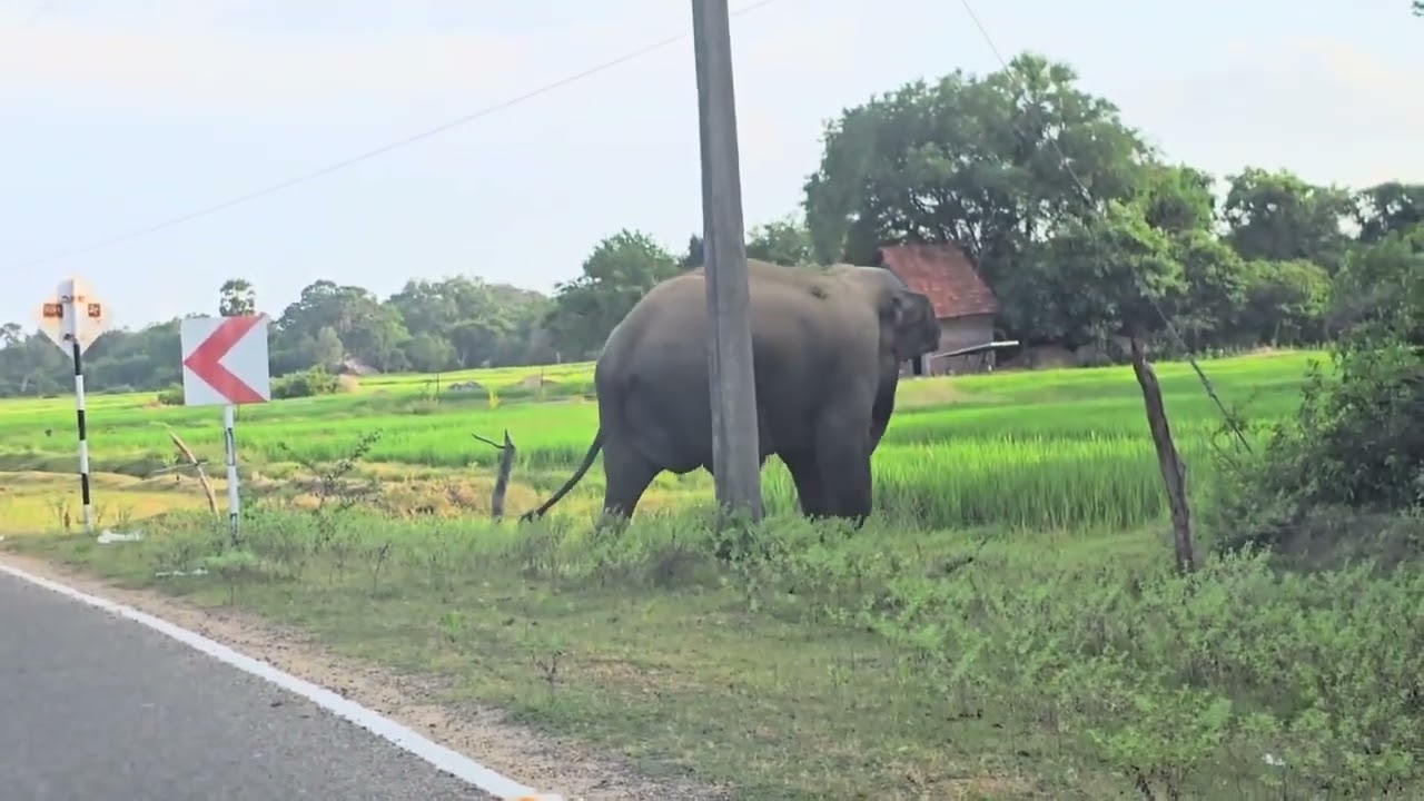 Elephant 🐘 