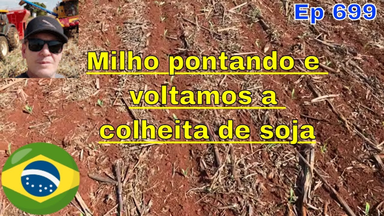 De volta a colheita de soja após dias de chuva e percevejo já começa a aparecer no milho safrinha.