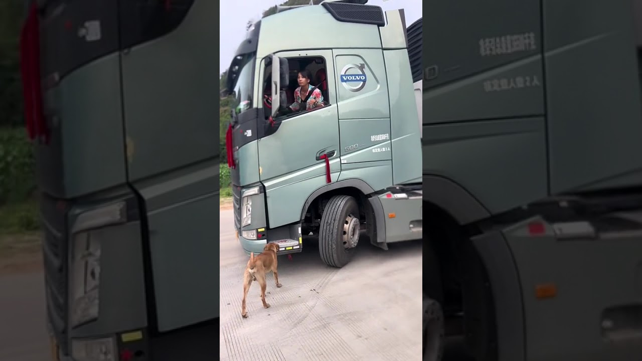 Very good female driver - Kĩ năng lái đầu kéo quá đỉnh của nữ tài xế #truck #truckdriver #nutaixe