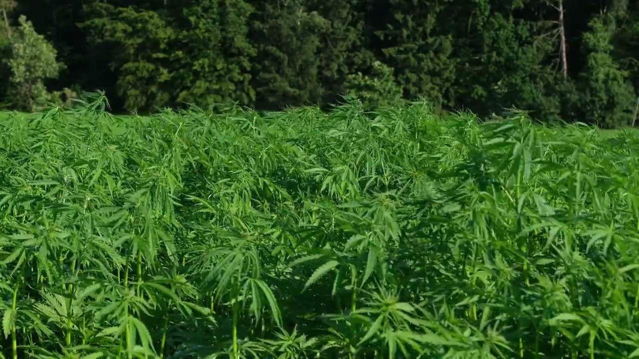 Buy high THCA flower online