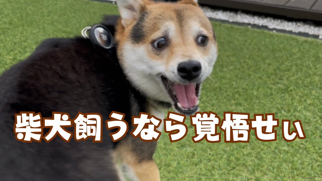柴犬・豆柴を飼うなら覚悟しろ