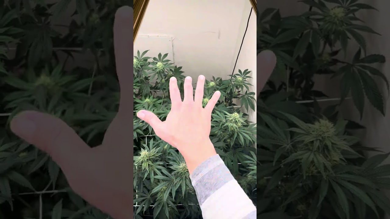 Cookies seed grow, bogota, the Wolfe and wet wet