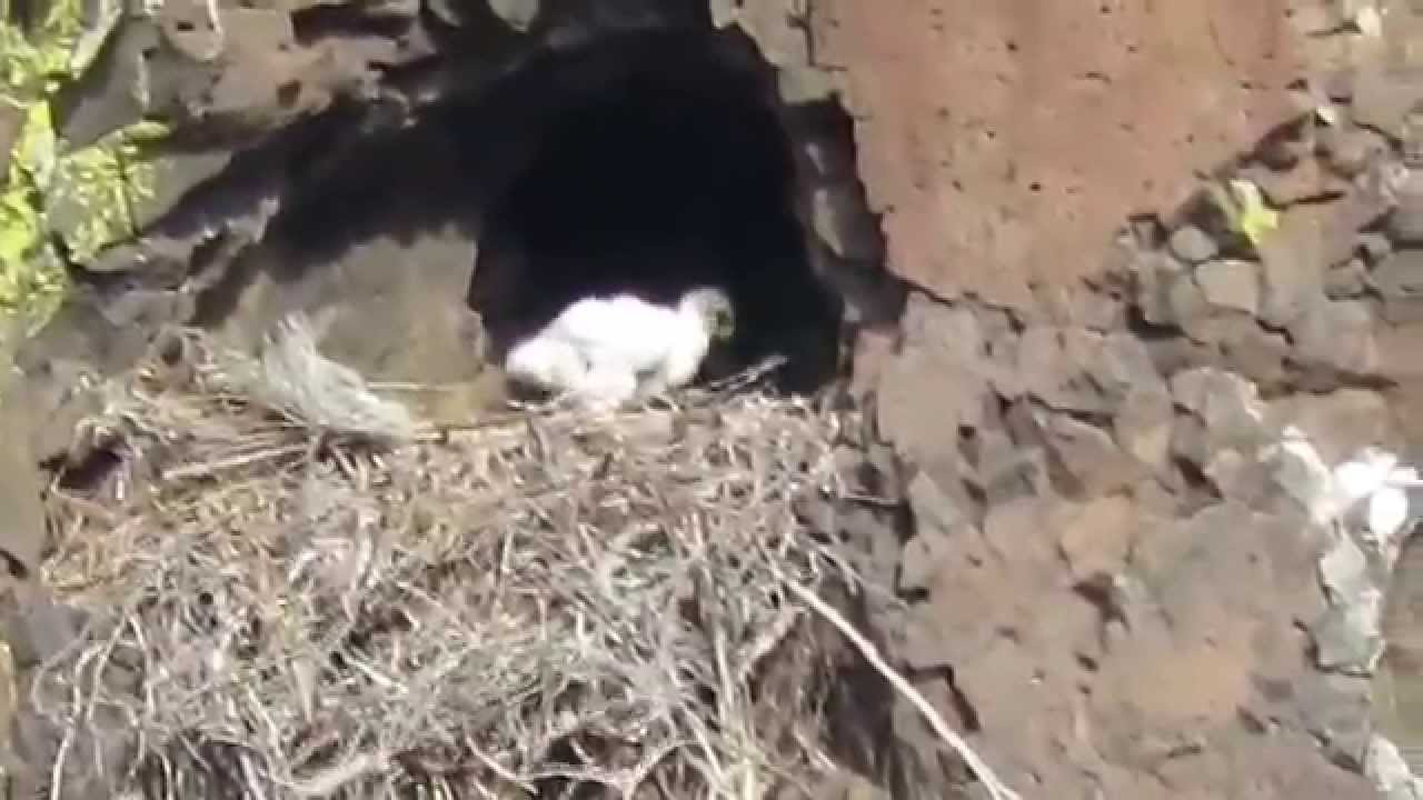 RHM Golden Eagle Nest My Edited Videos