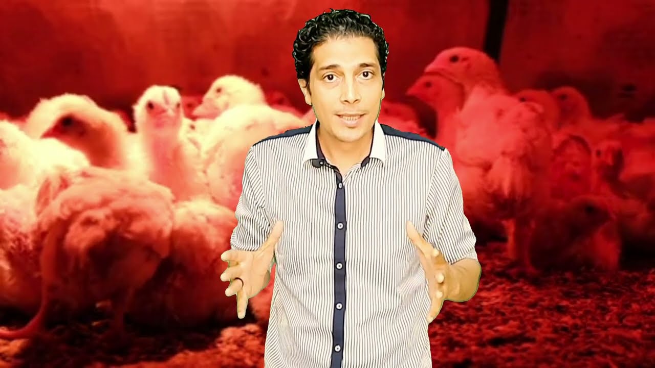 فوائد الاعشاب فى الدواجن لم تسمع عنها من قبل مع الدكتور سامح عسل