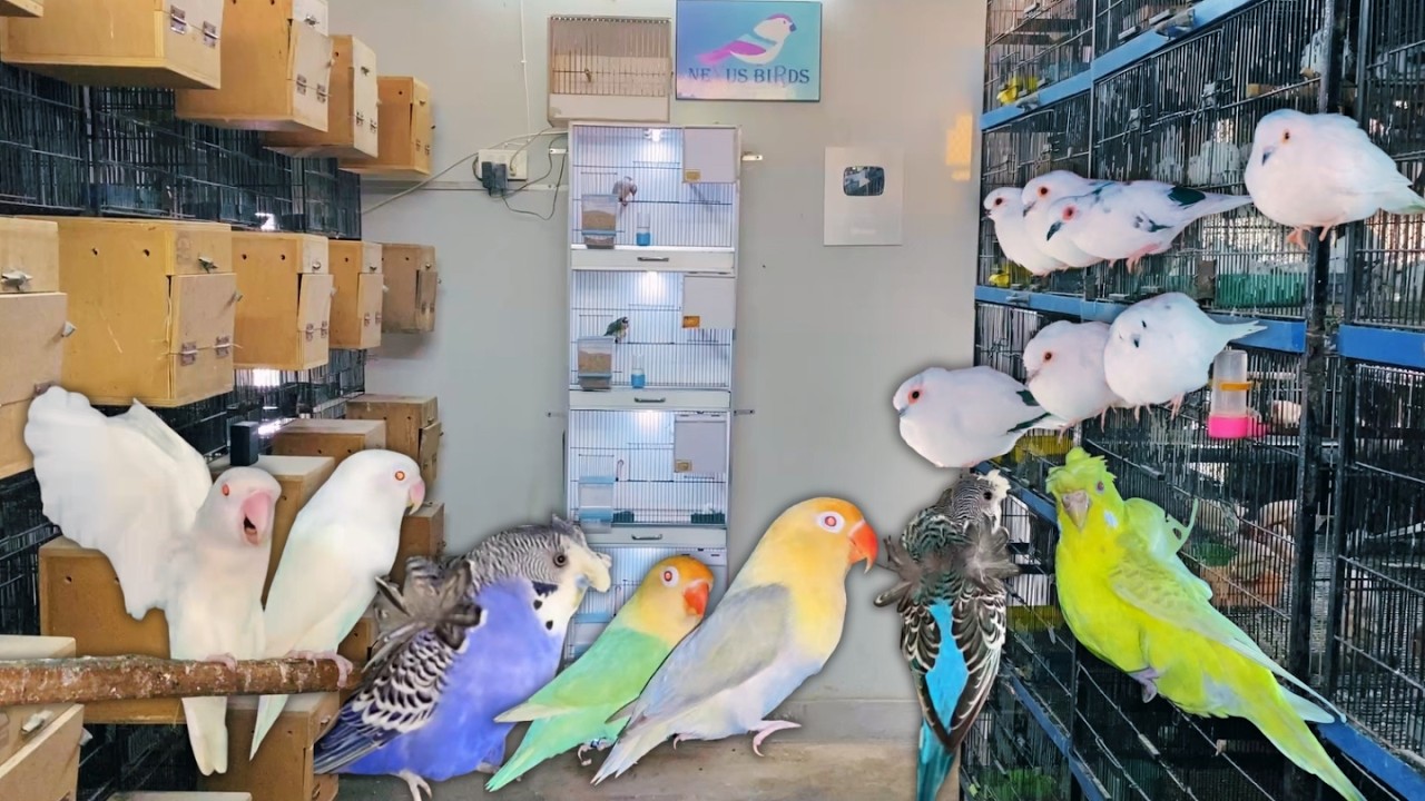 Massive Bird Entry 2026 😍 | Budgies Parrots, Finches, Doves & Rare Mutations at Nexus Birds