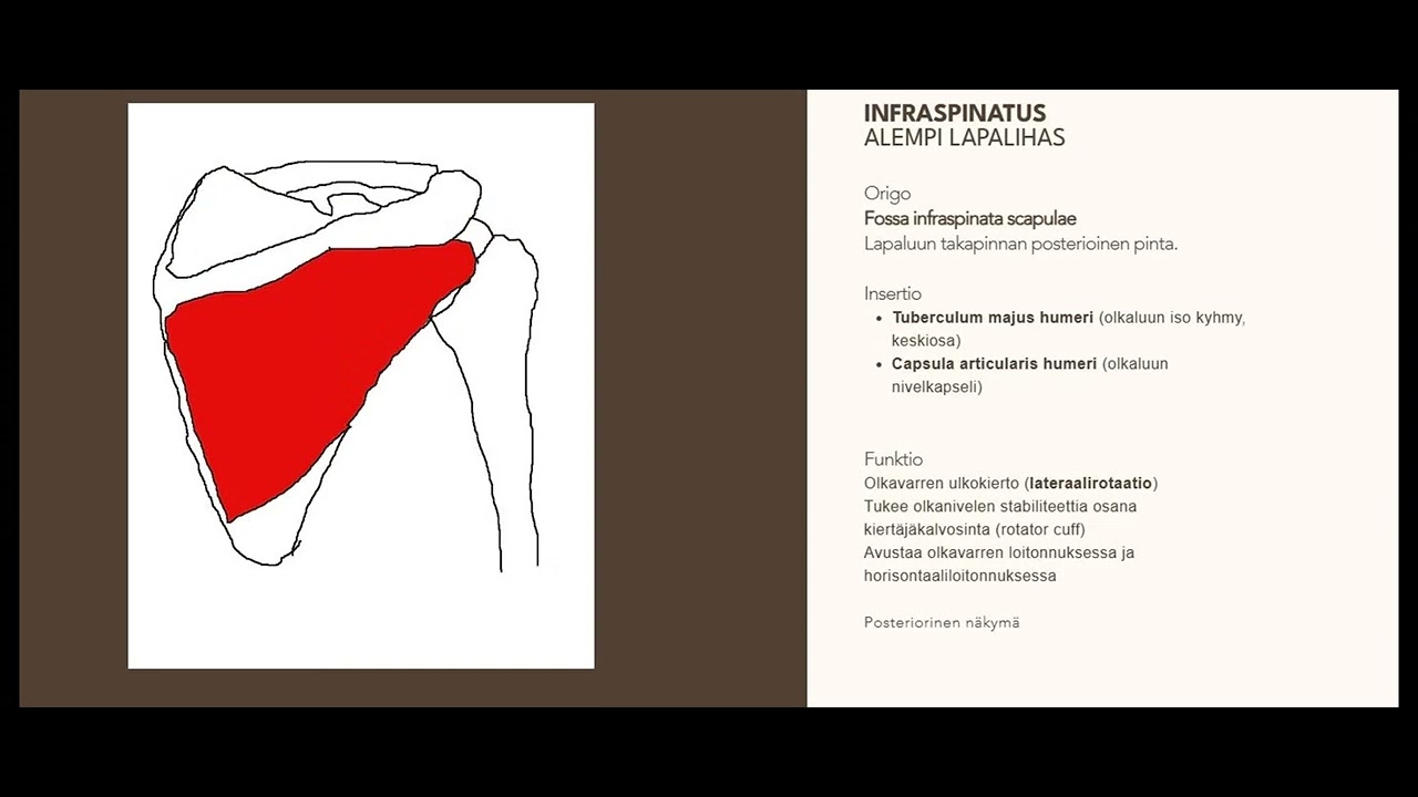 Sel&auml;n lihakset, insertiot ja origot, opi anatomiaa helposti