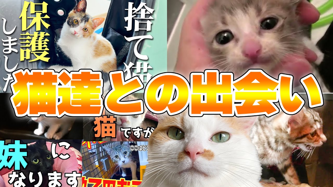 猫達が初めて我が家にやってきた瞬間をまとめてみました！【年末総集編】