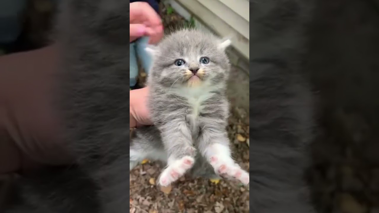 Rescue stray kittens