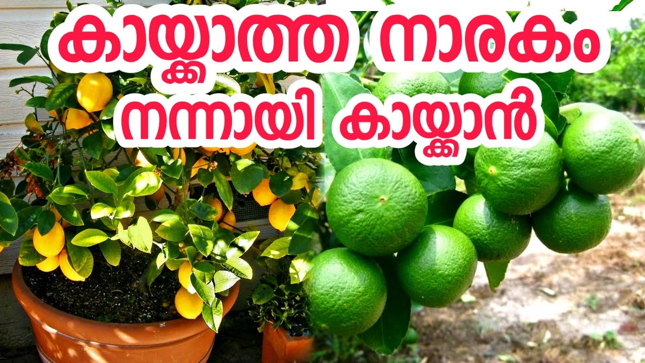 കായ്ക്കാത്ത നാരകം നന്നായി കായ്ക്കാൻ|lemon tree in malayalam|lime plant in malayalam|narakam kaykkan