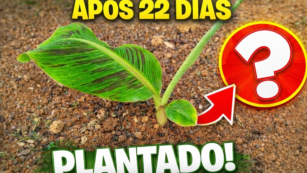 22 Dias Mudas BRS da Terra anã 